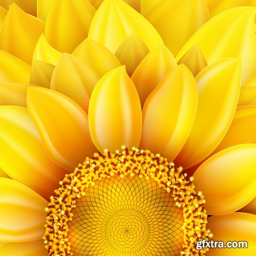 Collection of vector image sunflower flower plant nature 25 EPS