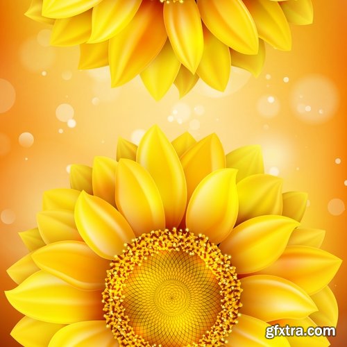 Collection of vector image sunflower flower plant nature 25 EPS