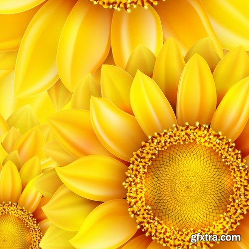 Collection of vector image sunflower flower plant nature 25 EPS