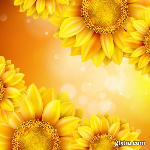 Collection of vector image sunflower flower plant nature 25 EPS