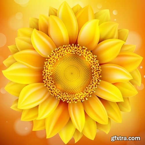 Collection of vector image sunflower flower plant nature 25 EPS