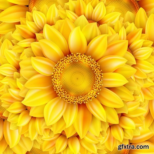 Collection of vector image sunflower flower plant nature 25 EPS