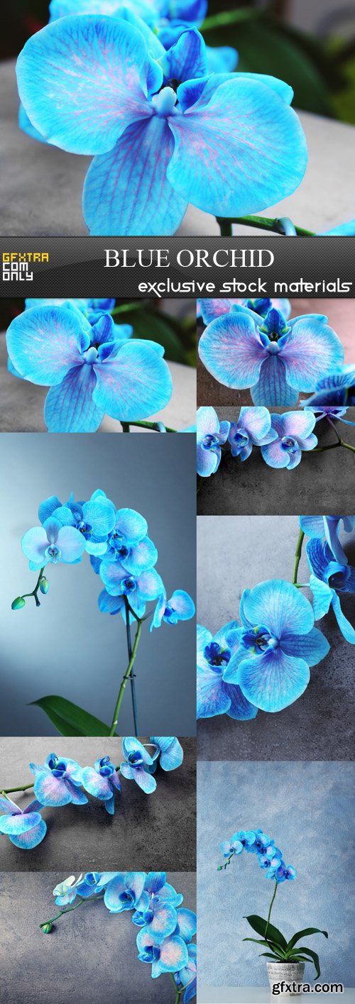 Blue Orchid - 8 UHQ JPEG