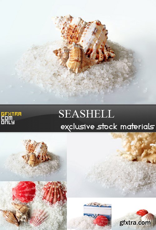 Seashell - 5 UHQ JPEG