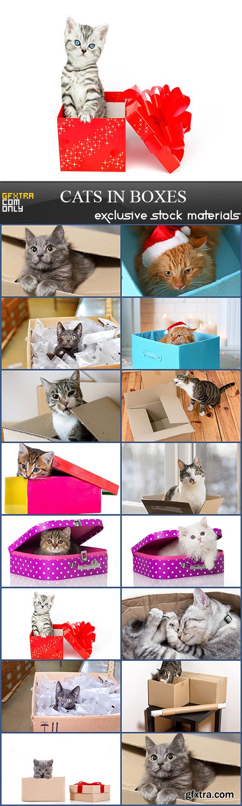 Cats in boxes, 15  x  UHQ JPEG