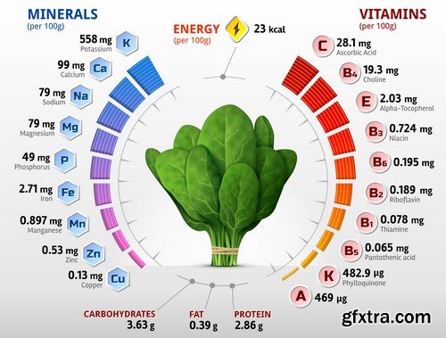 Vegetables infographics