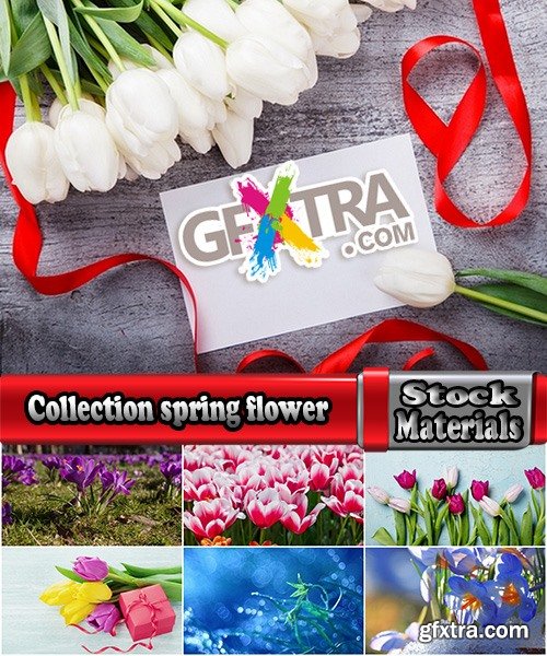 Collection spring flower tulip decoration gift 25 HQ Jpeg