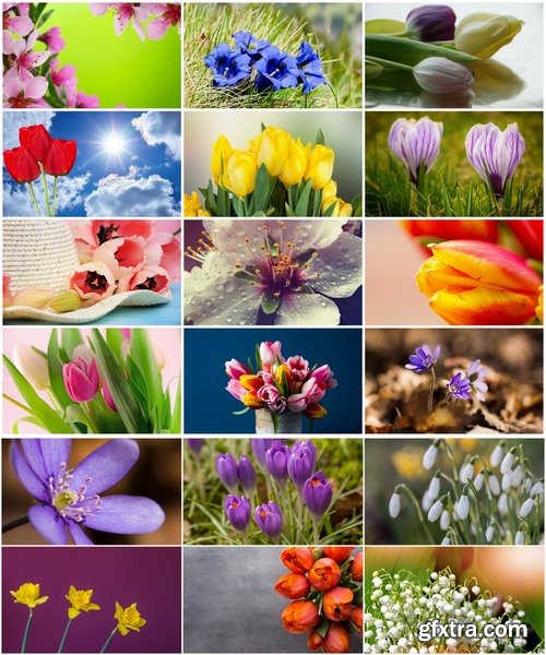 Collection spring flower tulip decoration gift 25 HQ Jpeg