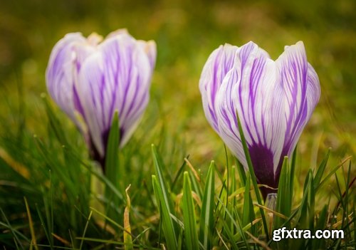 Collection spring flower tulip decoration gift 25 HQ Jpeg