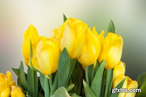 Collection spring flower tulip decoration gift 25 HQ Jpeg