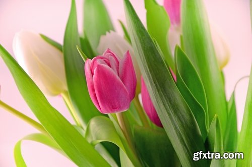 Collection spring flower tulip decoration gift 25 HQ Jpeg