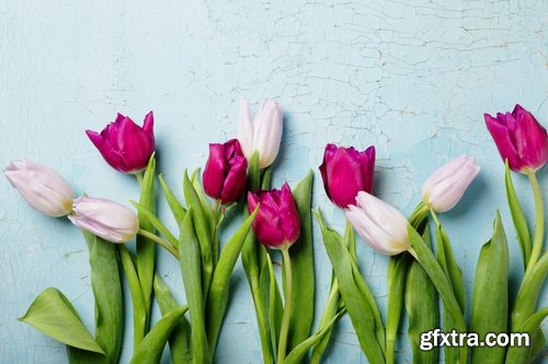 Collection spring flower tulip decoration gift 25 HQ Jpeg