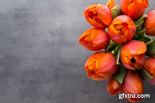 Collection spring flower tulip decoration gift 25 HQ Jpeg