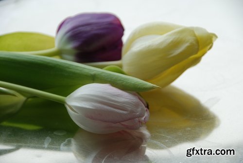 Collection spring flower tulip decoration gift 25 HQ Jpeg