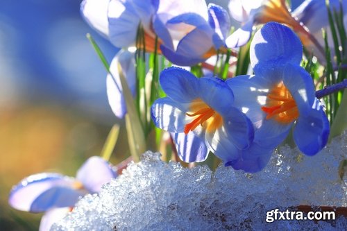 Collection spring flower tulip decoration gift 25 HQ Jpeg