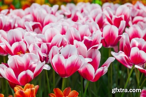 Collection spring flower tulip decoration gift 25 HQ Jpeg