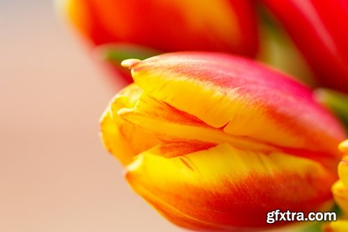 Collection spring flower tulip decoration gift 25 HQ Jpeg