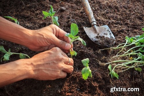 Collection of people planting trees sprout 25 HQ Jpeg