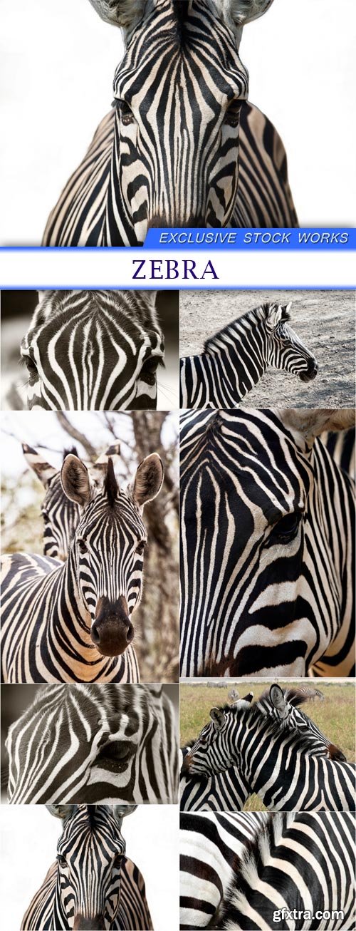 zebra 8X JPEG