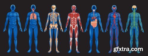 Human Body Systems 11X JPEG
