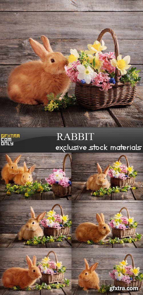 Rabbit - 7 UHQ JPEG