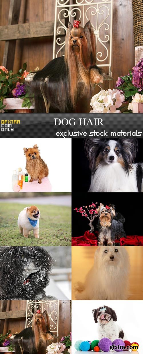 Dog hair, 8  x  UHQ JPEG