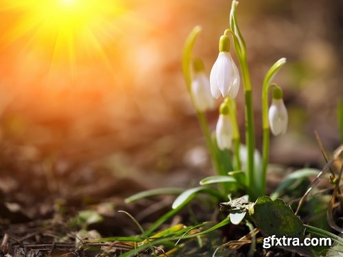 Collection of snowdrop flower spring awakening sprout 25 HQ Jpeg