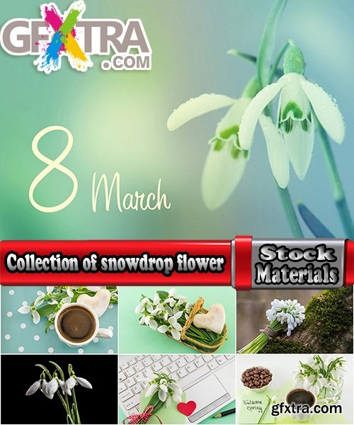 Collection of snowdrop flower spring awakening sprout 25 HQ Jpeg