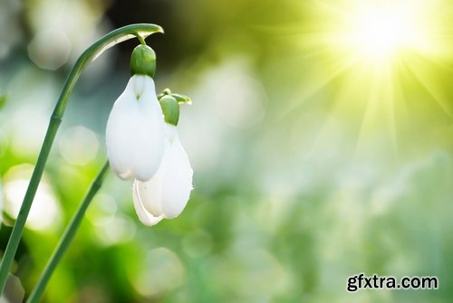 Collection of snowdrop flower spring awakening sprout 25 HQ Jpeg