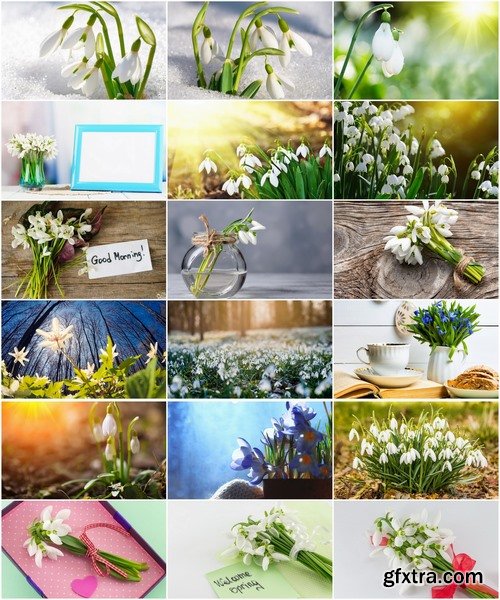 Collection of snowdrop flower spring awakening sprout 25 HQ Jpeg