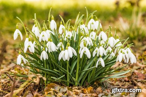 Collection of snowdrop flower spring awakening sprout 25 HQ Jpeg