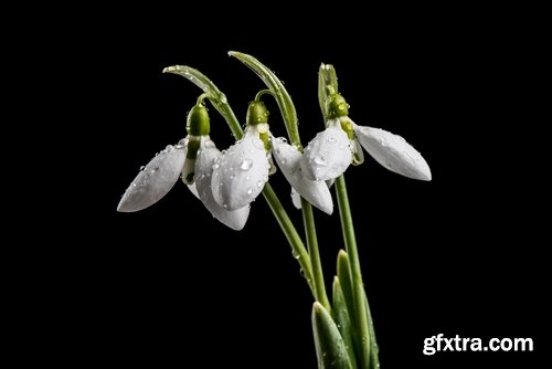 Collection of snowdrop flower spring awakening sprout 25 HQ Jpeg