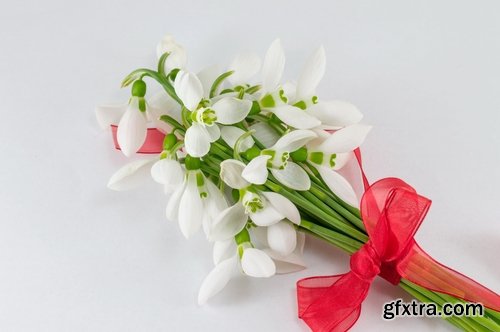 Collection of snowdrop flower spring awakening sprout 25 HQ Jpeg