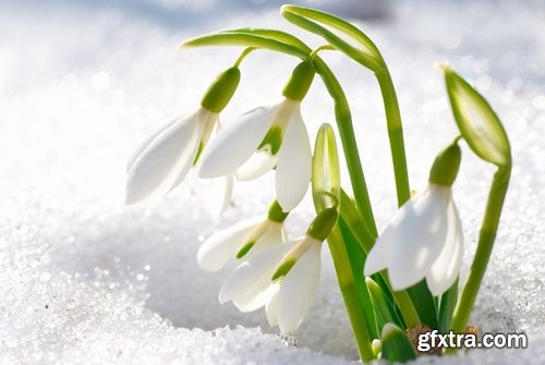 Collection of snowdrop flower spring awakening sprout 25 HQ Jpeg