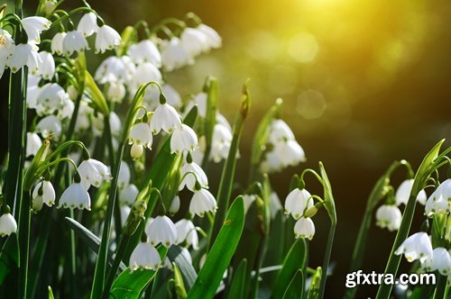 Collection of snowdrop flower spring awakening sprout 25 HQ Jpeg