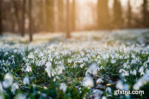 Collection of snowdrop flower spring awakening sprout 25 HQ Jpeg