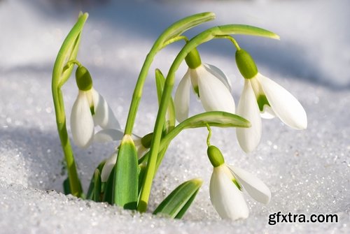 Collection of snowdrop flower spring awakening sprout 25 HQ Jpeg