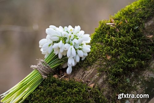 Collection of snowdrop flower spring awakening sprout 25 HQ Jpeg