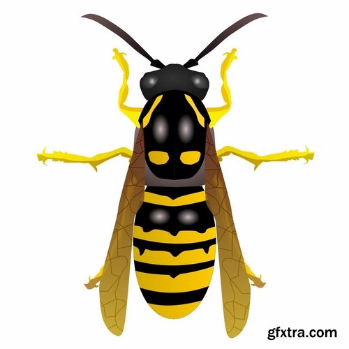 Collection of wasp hornet insect vector image 25 EPS