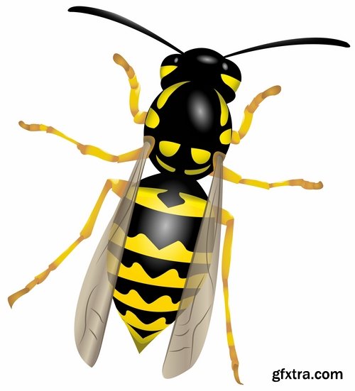 Collection of wasp hornet insect vector image 25 EPS