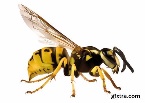 Collection of wasp hornet insect vector image 25 EPS