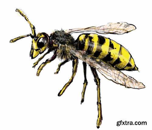 Collection of wasp hornet insect vector image 25 EPS