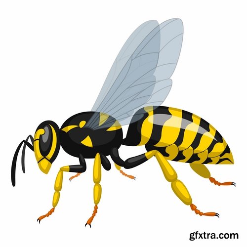 Collection of wasp hornet insect vector image 25 EPS