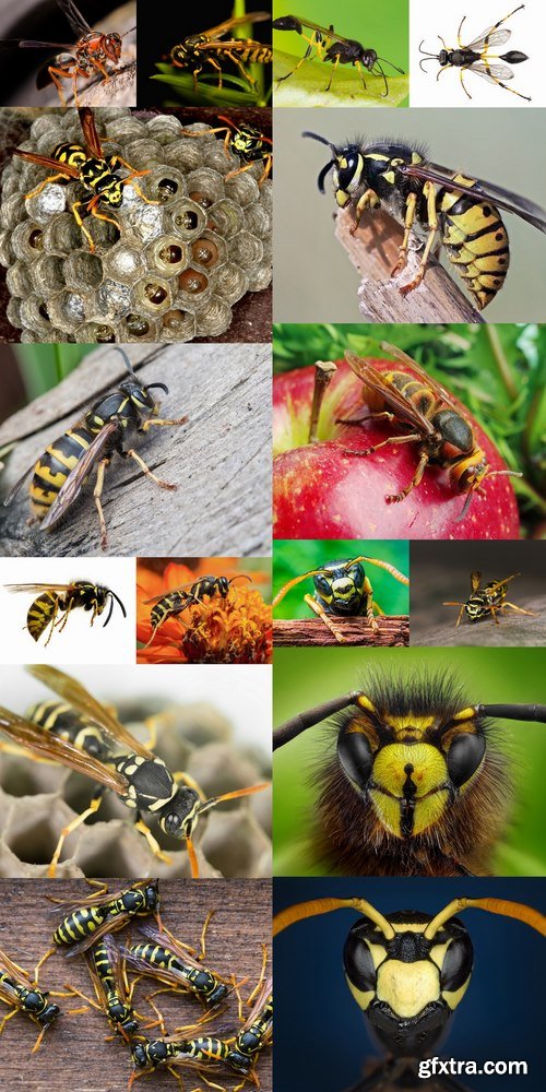 Collection of wasp hive insect a sting 25 HQ Jpeg