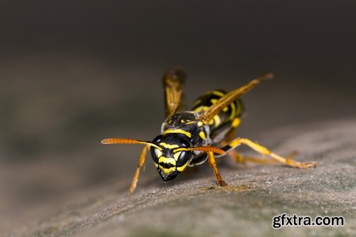 Collection of wasp hive insect a sting 25 HQ Jpeg