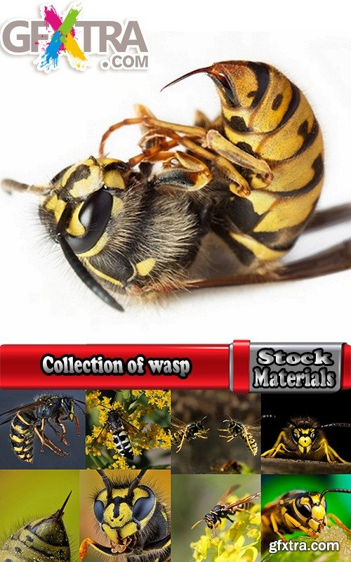 Collection of wasp hive insect a sting 25 HQ Jpeg