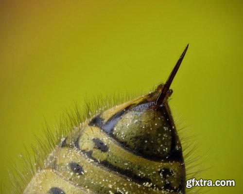 Collection of wasp hive insect a sting 25 HQ Jpeg