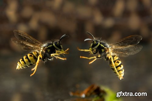 Collection of wasp hive insect a sting 25 HQ Jpeg