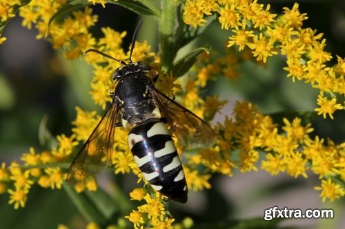 Collection of wasp hive insect a sting 25 HQ Jpeg