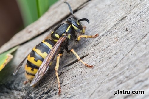 Collection of wasp hive insect a sting 25 HQ Jpeg